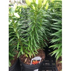 Lilium Asiatic 'Orange Sensation' 1 Gal Pot