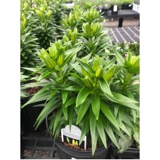 Lilium Asiatic 'Tiny Bee' 1 Gal Pot