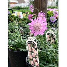 Scabiosa 1 Gal