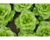 Lettuce - 4 pack