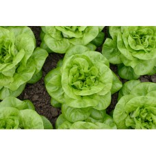 Lettuce - 4 pack