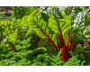 Swiss Chard 4-pack
