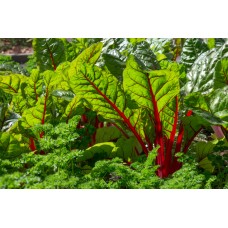Swiss Chard 4-pack