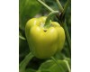 Pepper - Multiple Varieties