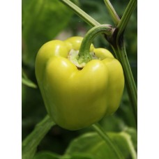 Pepper - Multiple Varieties