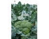Broccoli  4-pack