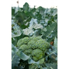 Broccoli  4-pack