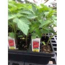 Tomato 4-Pack