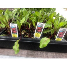 Beets 4-Pack