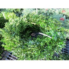 Pre-Made Boxwood Christmas Wreath