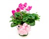 Cyclamen 6"