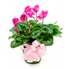 Cyclamen 6"