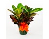 Croton 6" as a Gift