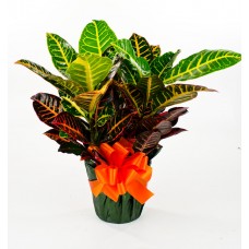 Croton 6" as a Gift