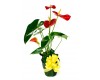 Anthurium Plant With Flowers