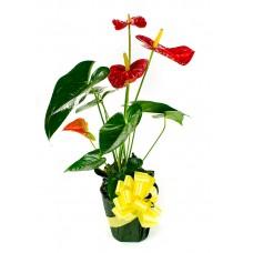 Anthurium Plant With Flowers