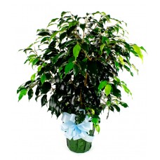 Ficus Bush 6"