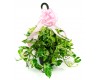 Pothos 8"  Hanging Basket