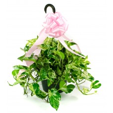 Pothos 8"  Hanging Basket