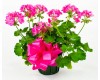 Geranium 6"