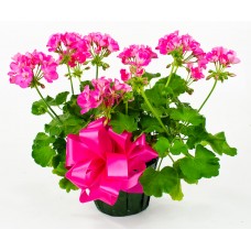 Geranium 6"