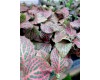 Fittonia 4 Inch