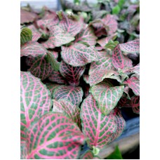 Fittonia 4 Inch