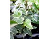 Indoor Ivy 3 Inch - Multiple Types