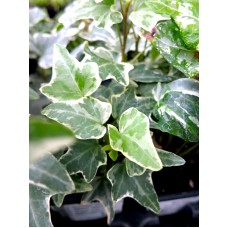 Indoor Ivy 3 Inch - Multiple Types