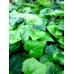 Indoor Ivy 3 Inch - Multiple Types