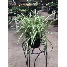 Spider Plant