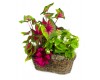 Summer Shade Basket