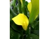 Calla Lily 6 Inch