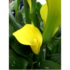 Calla Lily 6 Inch