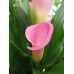 Calla Lily 6 Inch