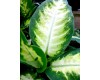 Dieffenbachia - Various Sizes