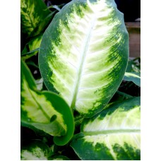 Dieffenbachia - Various Sizes