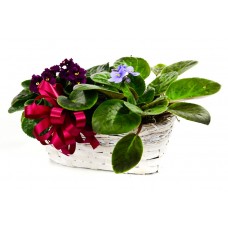 Double African Violet - RVA Only