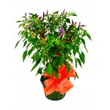 Ornamental Pepper 6" as a Gift