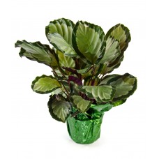 Calathea as a Gift