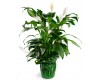 Peace Lily