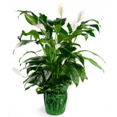 Peace Lily