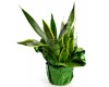 Snake Plant