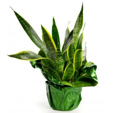 Snake Plant