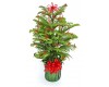 Decorated Norfolk Island Pine