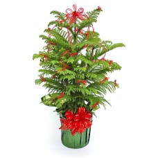 Decorated Norfolk Island Pine
