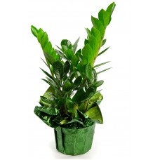 ZZ Plant