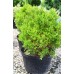 Boxwood Shrubs