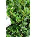 Boxwood Shrubs