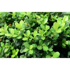 Boxwood Shrubs